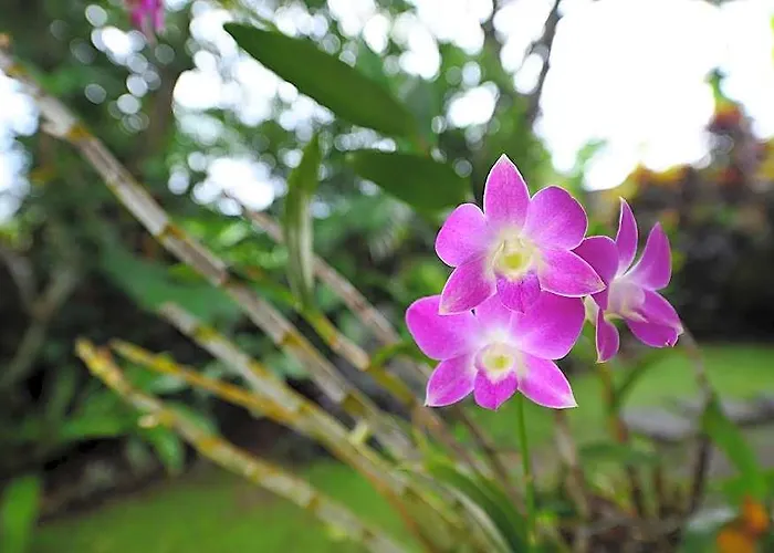 ホテル Mimpi Ubud